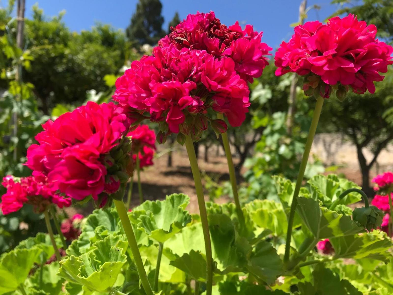 Villa Lea Custonaci Dış mekan fotoğraf