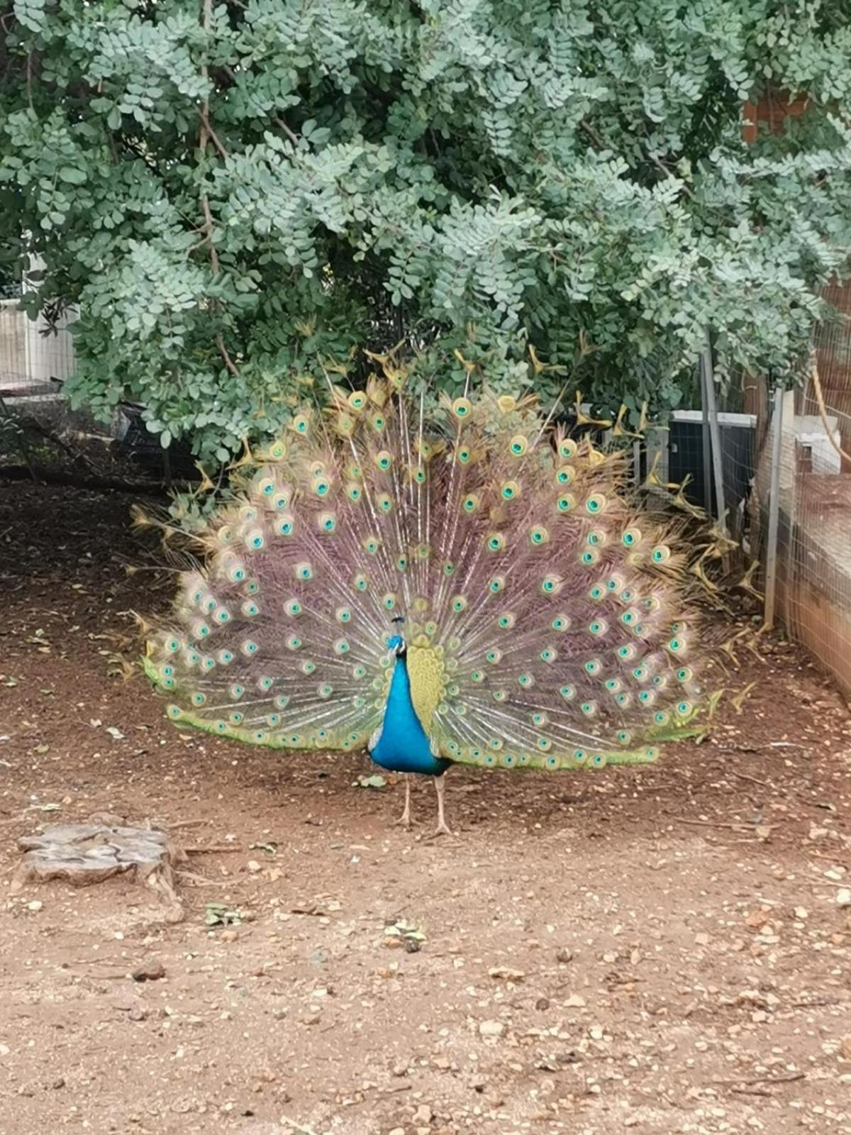 Villa Lea Custonaci Dış mekan fotoğraf