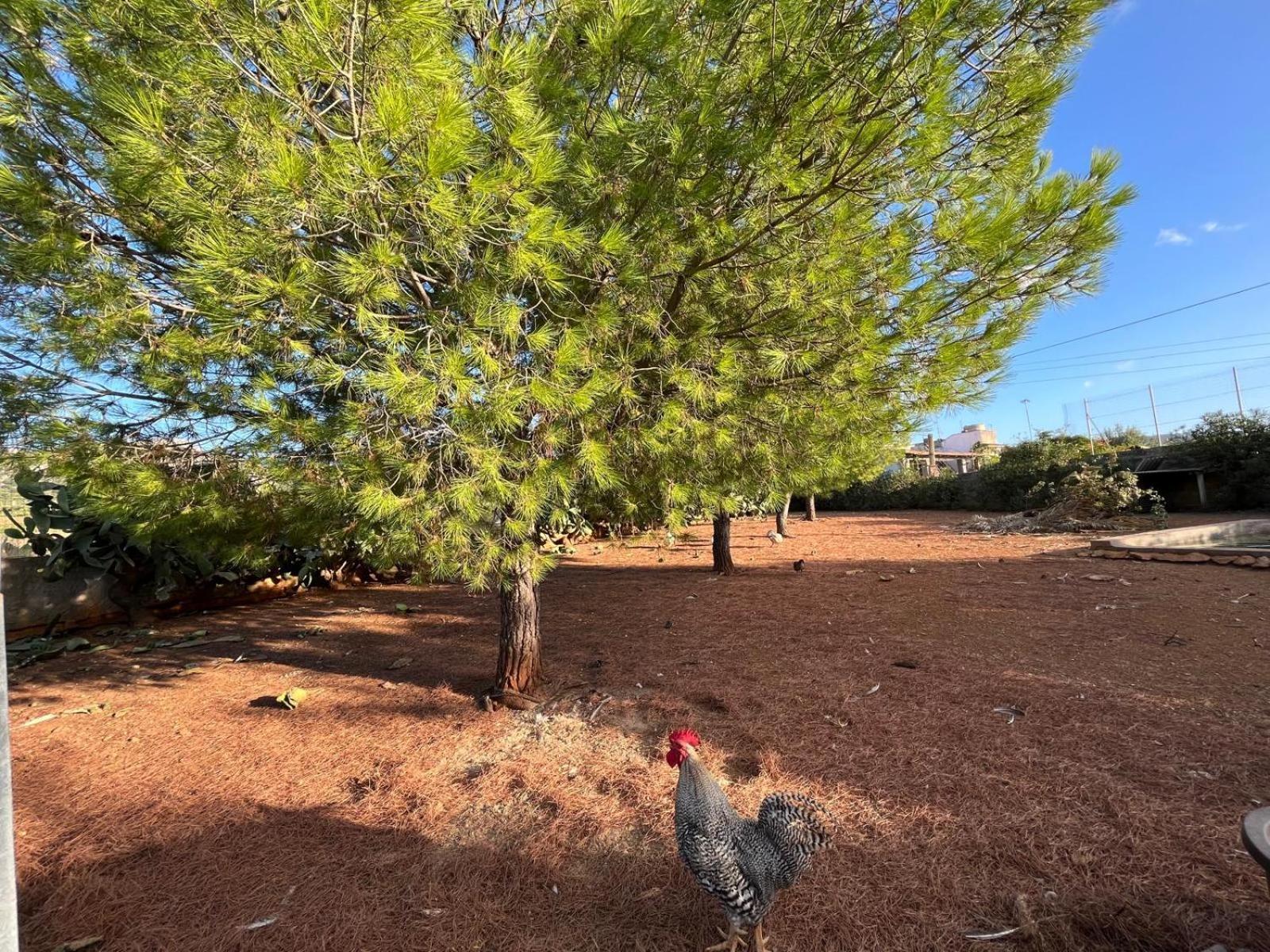 Villa Lea Custonaci Dış mekan fotoğraf